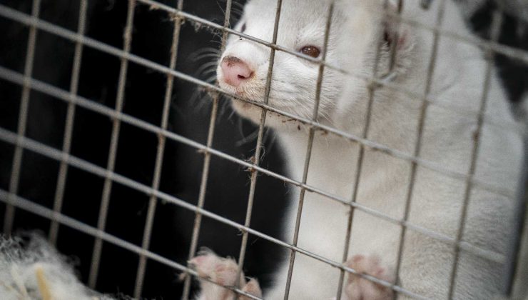 Finlandiya’da vizonlar Covid-19’a karşı aşılanacak