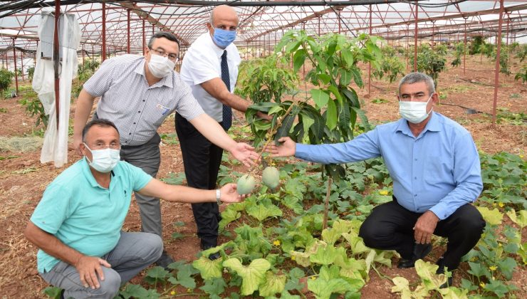 Geleneksel ürünlerde maliyet artınca çiftçiler tropik meyvelere yöneldi