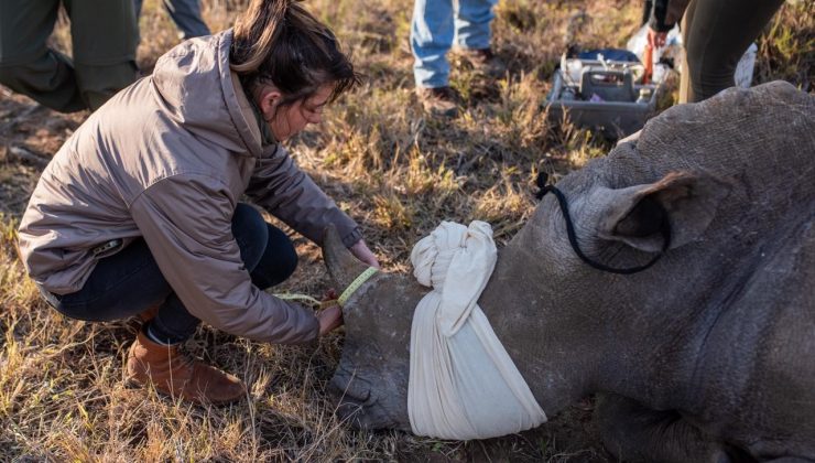 Gergedanları korumaya yönelik Rhisotope Projesi’nde ilk aşama tamamlandı