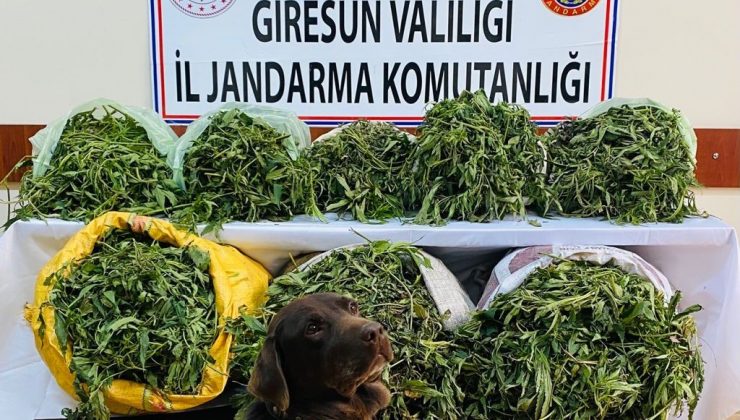 Giresun’da 26 kilogram kubar esrar yakalandı