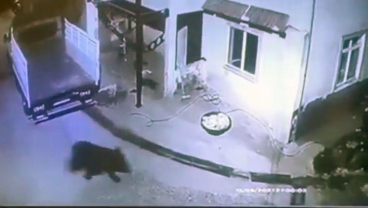 Giresun’da aç kalıp mahalleye inen ayı güvenlik kamerasına takıldı