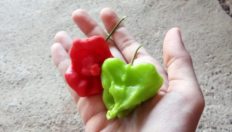 Gül şeklindeki biberler görenleri şaşırtıyor