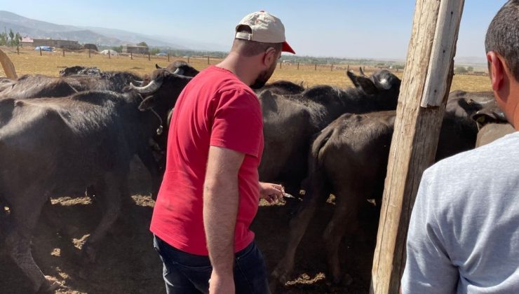 Güroymak’ta şarbon hastalığı tespit edildi