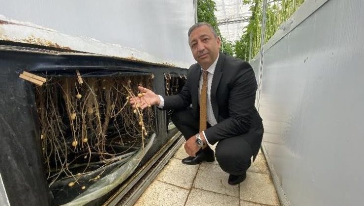 Havada, suda ve karada patates yetişiyor