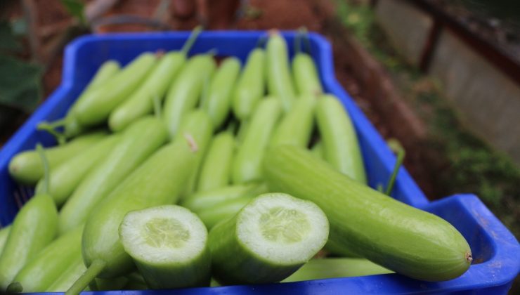 İstanbul’un zam şampiyonu salatalık