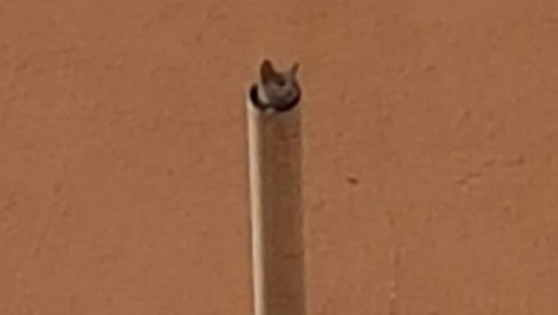 İtfaiye ekibinin kedi imtihanı