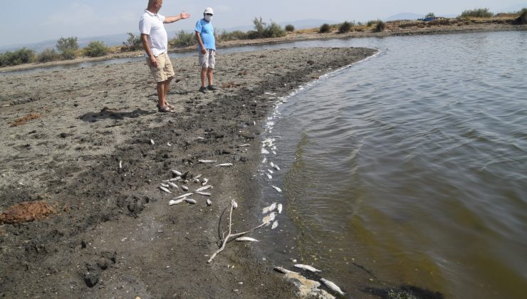 İzmir’de binlerce balık kıyıya vurdu