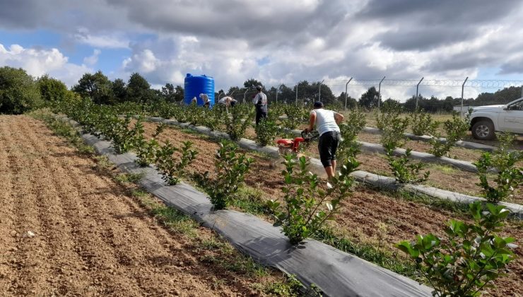 İzmitli çiftçilere aronya fidanı dağıtılacak