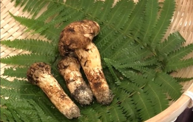 Japonya’da 3 adet mantar 65 bin liraya satıldı