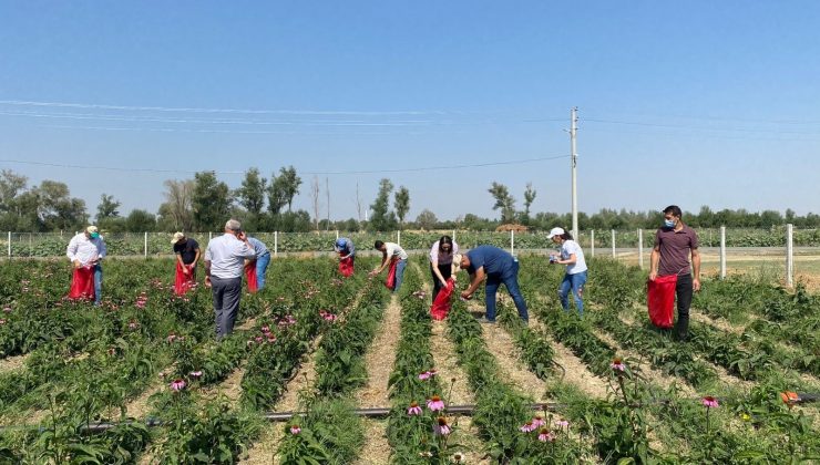 Kadınların ekimini yaptığı ekinezya da hasat başladı