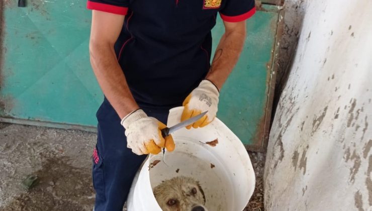 Kafası bidona sıkışan köpek kurtarıldı