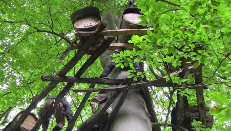 Kafkas arı ırkı balları Türkiye’ni dört bir yanında rağbet görüyor