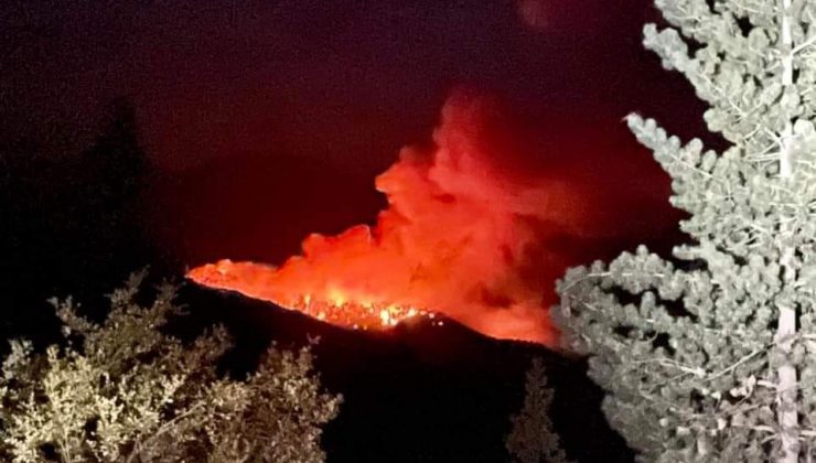 Kaliforniya’da ağaçlar alüminyum folyo ile sarıldı