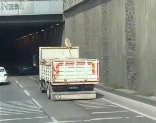 Kamyon üzerinde seyahat eden köpek şoke etti