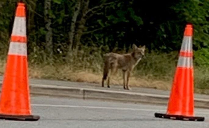 Kanada’da çakal saldırıları parkı kapattırdı