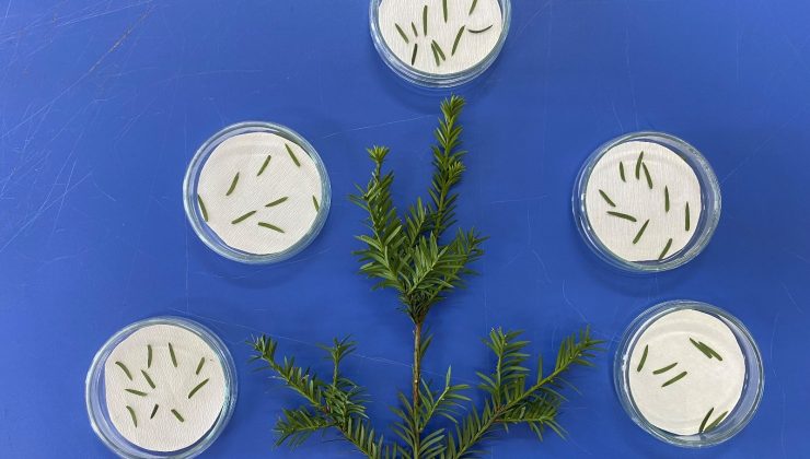 Kanser ilacı üretiminde dışa bağımlılığı azaltacak çalışma