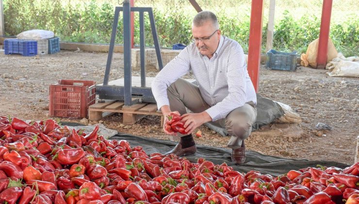 Karacabey’de kırmızı biber bereketi