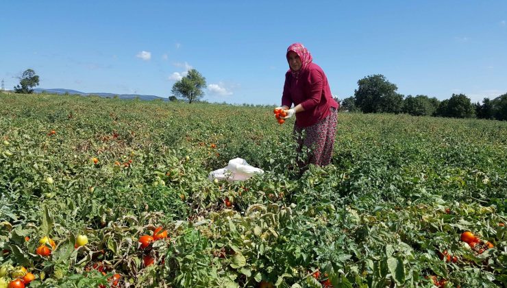 Karacabey’in salçalık domatesi karaborsa