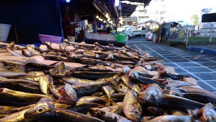 Karadeniz’de istavrit ve çinekop bolluğu