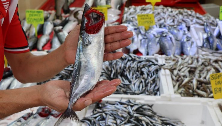 Karadeniz’in nazlı balığı palamuttan iyi haber
