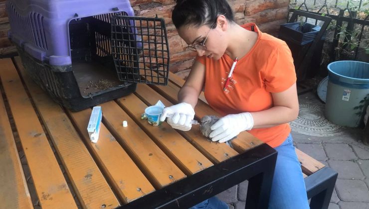 Kargaların saldırısına uğrayan yavru kumru kuşu vatandaş kurtardı