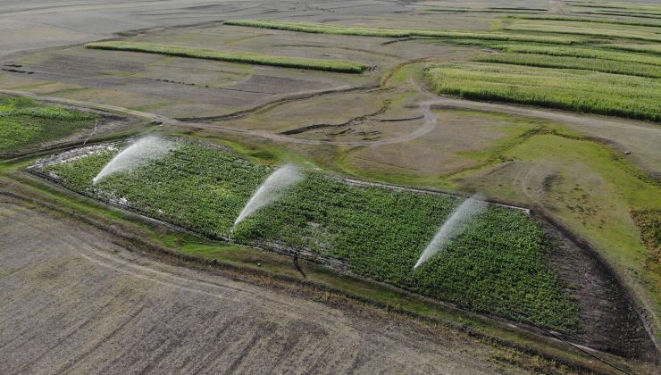 Kars’ta çiftçiler silajlık mısır ekimine yöneldi