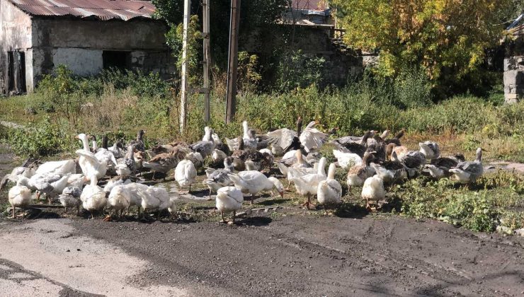 Kars’ta kazlar sofralara pahalı gelecek