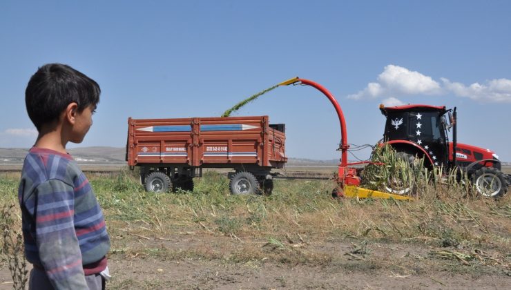 Kars’ta mısır sılajı hasadı başladı