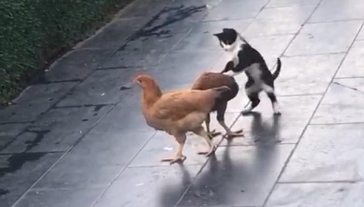 Kedi ile tavukların dostluğu