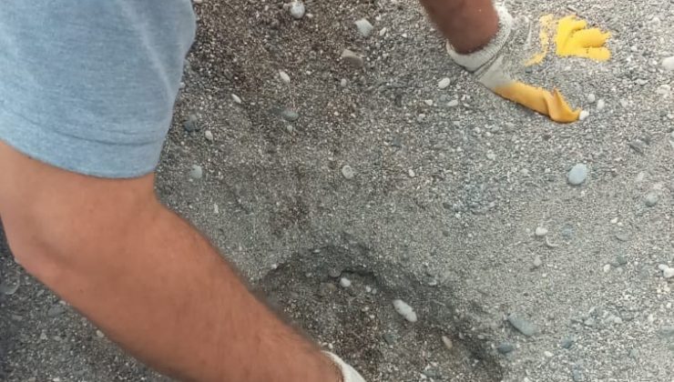 Kemer’de caretta carettalar denizle buluştu