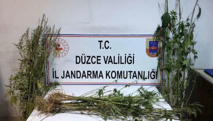 Kenevirler tarladan tek tek söküldü