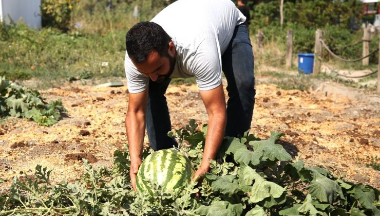Kent Bostanları’nda tohum alma zamanı