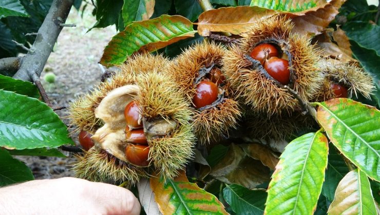 Kestanede yeni tür olan “Macit 55” tanıtıldı