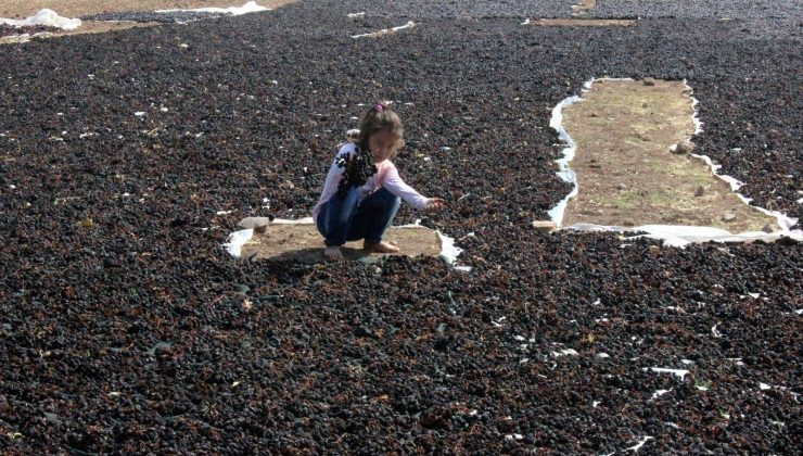 Kilis karası üzümünde hasat sona erdi