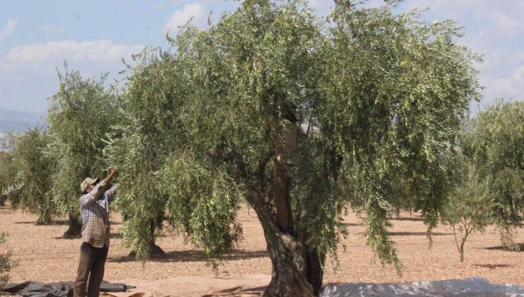 Kilis’te erken zeytin hasadı ile zeytinyağı üretimi de başladı
