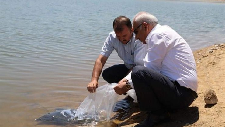 Kırıkkale’de 100 bin pullu sazan yavrusu gölete bırakıldı