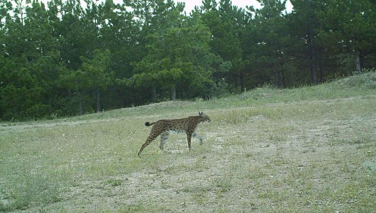 Kırıkkale’de yaban hayvanlarının doğal yaşamı fotokapanda