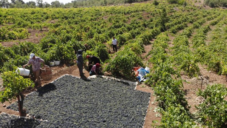 Konya Ovası’nda üzüm hasadı başladı