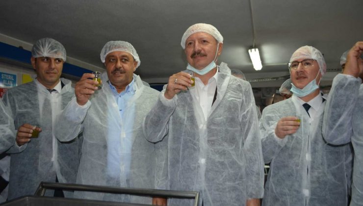 Körfez bölgesinde ilk hasat zeytinler sıkıldı