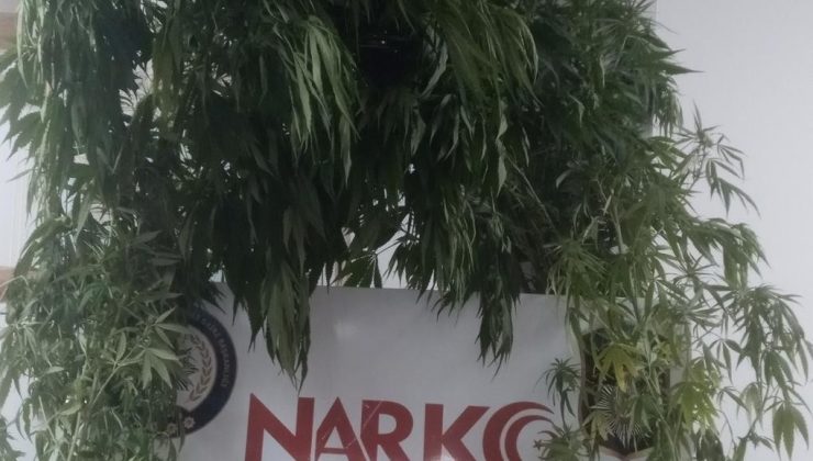 Kubar esrar ve kenevire 1 gözaltı