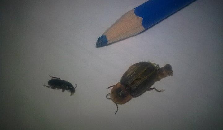 Kulaktan çıkan davetsiz misafirler, görenleri şaşırtıyor