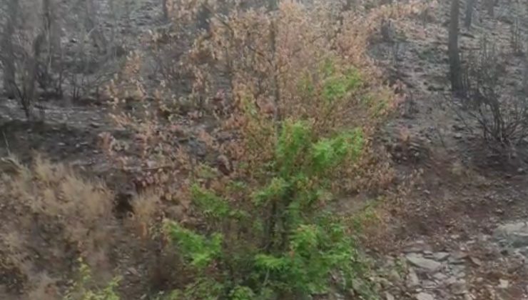 Küllerinden doğan ağaç, doğanın gücünü gözler önüne serdi