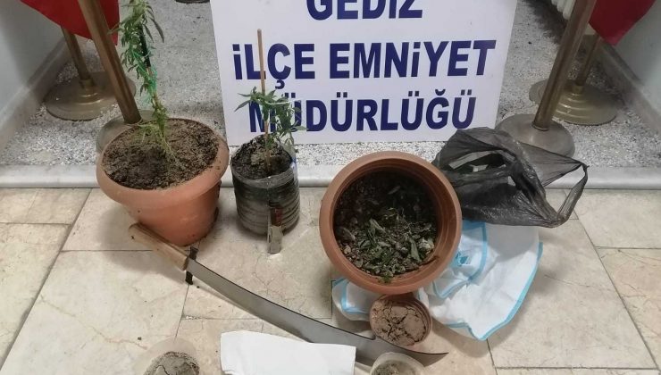 Gediz’de Hint keneviri ele geçirildi