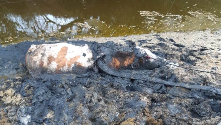 Kütahya’da bataklığa saplanan ineği itfaiye kurtardı