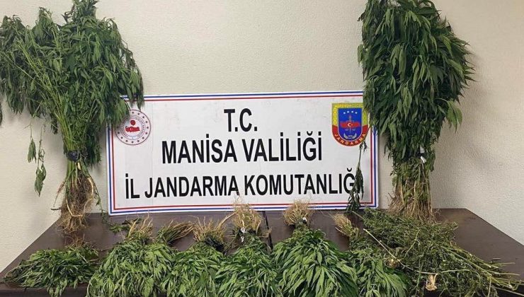 Manisa’da 153 kök kenevir ele geçirildi