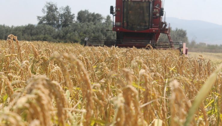 Manyas’ta çeltik hasadına başlandı