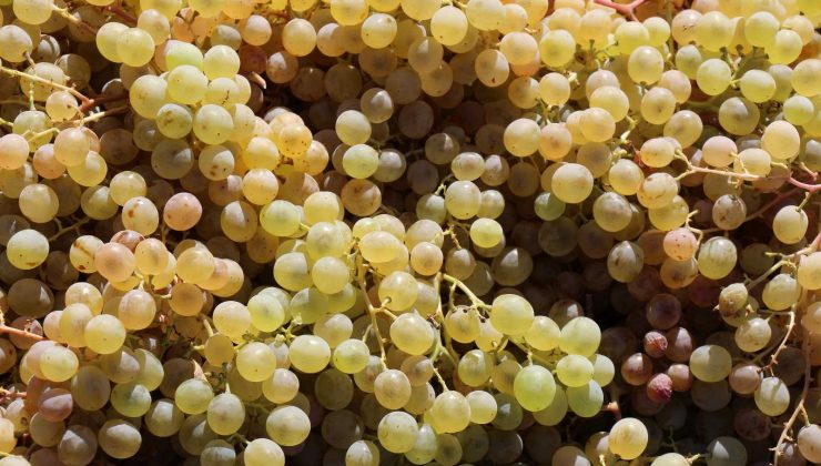 Mardin’de üzüm hasadı başladı