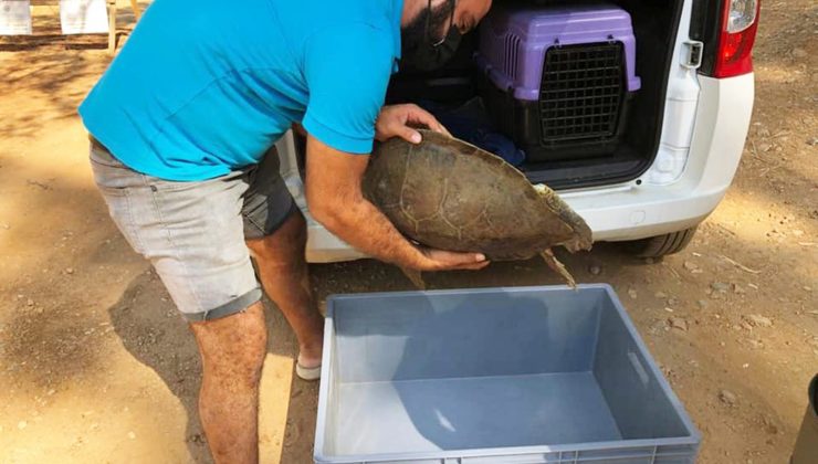 Marmaris’te yaralı yeşil deniz kaplumbağası bulundu