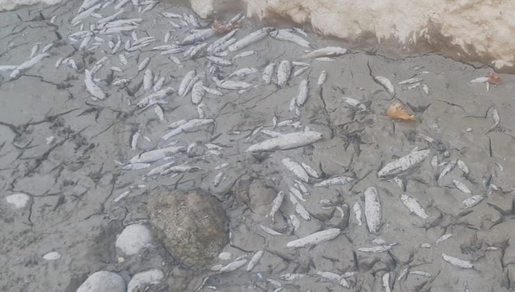 Menderes’te sular çekildi, oksijensiz kalan binlerce balık telef oldu