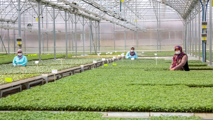 Meram’da yerli ve milli tohumlar lezzetli ürünlere dönüşüyor